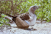Picture 'Eq1_33_07 Blue Footed Booby, Egg, Galapagos, North Seymour'